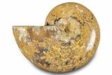 Jurassic Ammonite (Phylloceras) Fossil - Madagascar #283386-1